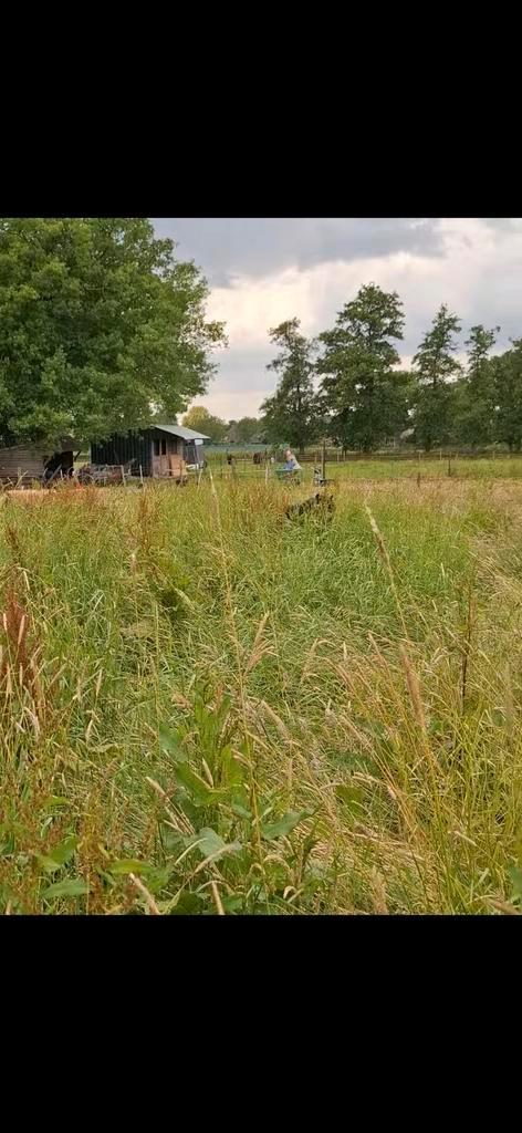 Weidegang in beers, Dieren en Toebehoren, Stalling en Weidegang, Weidegang