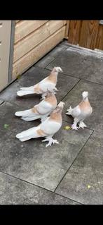 Takla, Dieren en Toebehoren, Vogels | Duiven