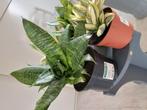 Sansevieria, Ophalen of Verzenden, Halfschaduw, Minder dan 100 cm