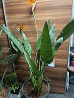 Strelitzie reginae paradijsvogelbloem, Ophalen, Overige soorten, Volle zon