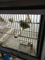 Glosters  met en zonder kuif, Dieren en Toebehoren, Meerdere dieren