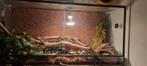 Koningspython met terrarium te koop, Dieren en Toebehoren, Reptielen en Amfibieën | Toebehoren, Gebruikt, Terrarium of Paludarium