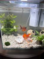 Aquarium superfish Qubiq 30 en zuurstofpompje, Dieren en Toebehoren, Ophalen, Zo goed als nieuw, Gevuld zoetwateraquarium