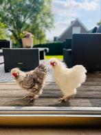 Zijderhoender, Dieren en Toebehoren, Mannelijk, Kip