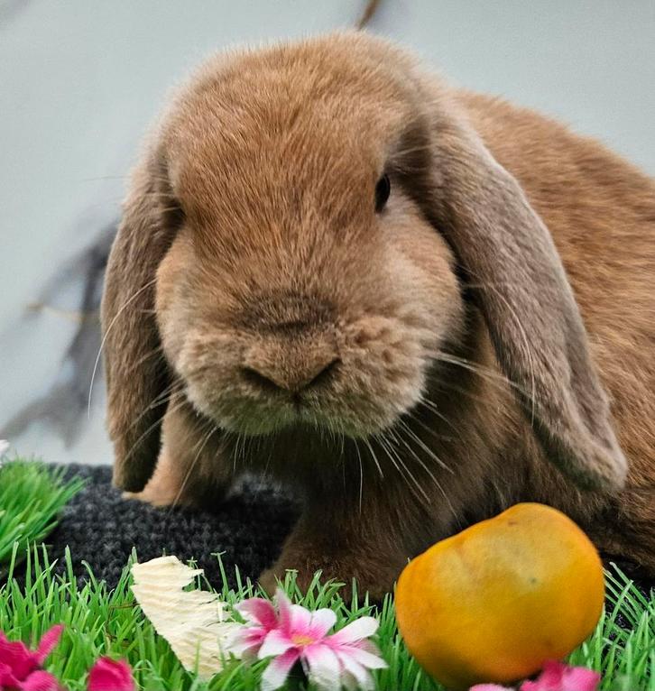 Verschillende herplaats konijntjes  jonge dwergjes minilop, Dieren en Toebehoren, Konijnen, Dwerg, Meerdere dieren, Hangoor