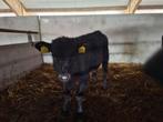 Te koop black angus stierkal vier maand oud., Mannelijk, 0 tot 2 jaar