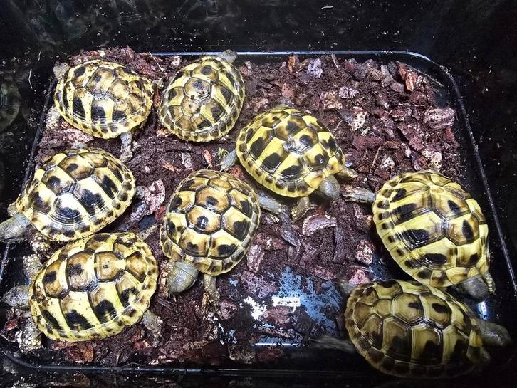 Griekse landschildpadden met cites en gechipt