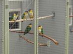 2-2 Zwartkopcaique`s papegaaien, Meerdere dieren, Papegaai, Geringd