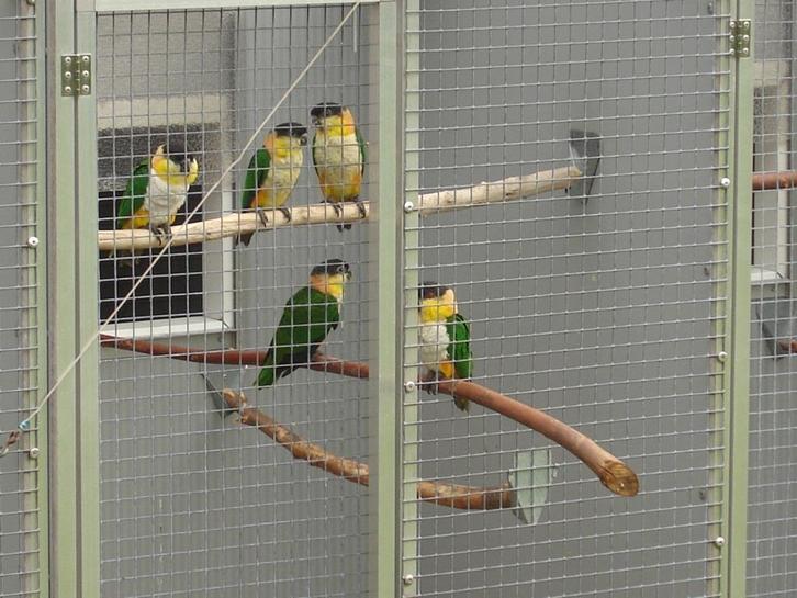 2-2 Zwartkopcaique`s papegaaien, Dieren en Toebehoren, Vogels | Parkieten en Papegaaien, Papegaai, Meerdere dieren, Geringd