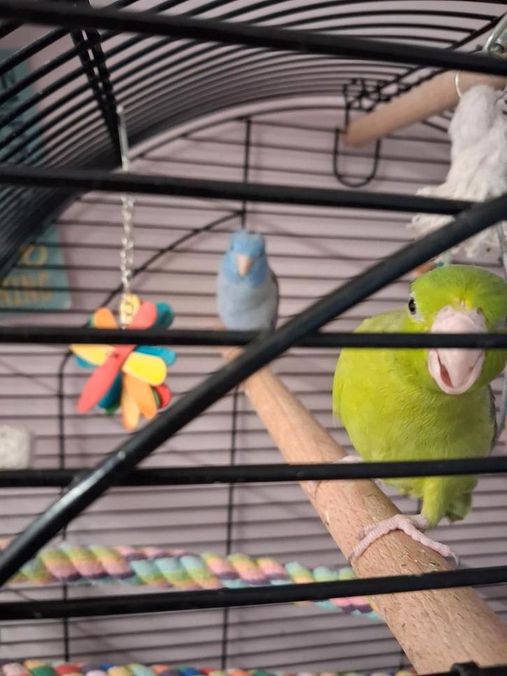 Koppel forpussen, Dieren en Toebehoren, Vogels | Parkieten en Papegaaien, Parkiet, Meerdere dieren