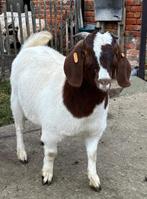 Boergeit met stamboek, Dieren en Toebehoren, Schapen, Geiten en Varkens, Vrouwelijk, Geit, 0 tot 2 jaar