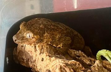 Pi Chahoua van zeer mooie ouders beschikbaar voor biedingen