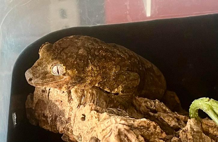 Pi Chahoua van zeer mooie ouders, Dieren en Toebehoren, Reptielen en Amfibieën, Hagedis, 0 tot 2 jaar