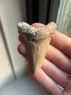 Angustidens haaientand fossiel 7.3 centimeter, Ophalen of Verzenden, Fossiel
