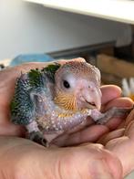 2 Jonge roestkopCaiqeu 4 weken, Dieren en Toebehoren, Vogels | Parkieten en Papegaaien, Meerdere dieren, Papegaai