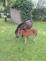 Mini paardje/pony, Gechipt, 0 tot 2 jaar, Hengst, A pony (tot 1.17m)