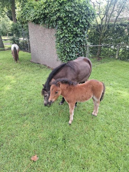 Mini paardje/pony, Dieren en Toebehoren, Pony's, Hengst, A pony (tot 1.17m), Recreatiepony, 0 tot 2 jaar, Met stamboom, Gechipt