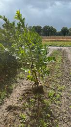 Restpartij grote laurier b - keus, Tuin en Terras, Planten | Bomen, Ophalen of Verzenden, Halfschaduw, Overige soorten, 100 tot 250 cm