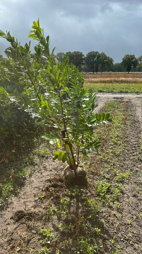 Restpartij grote laurier b - keus, Tuin en Terras, Planten | Bomen, Overige soorten, 100 tot 250 cm, Halfschaduw, Ophalen of Verzenden