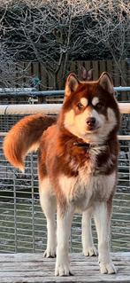 Grote vriendelijke husky reu te koop., CDV (hondenziekte), Particulier, Meerdere, 3 tot 5 jaar