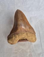 Zeer grote Megalodon tand - 14,2 cm, Verzamelen, Verzenden, Fossiel