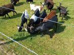 2 mooie dek dwergbokken, Dieren en Toebehoren, Schapen, Geiten en Varkens, Mannelijk, Geit