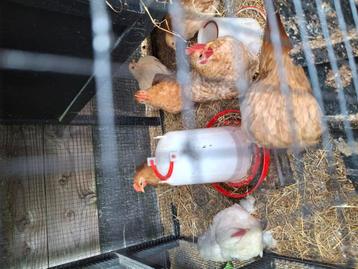 Chosins haantjes 6stuks beschikbaar voor biedingen