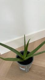 Mooie Aloe Vera plant, Huis en Inrichting, Kamerplanten, Ophalen of Verzenden