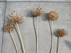 Droogbloemen papaver van klaproos en allium sierui, Ophalen of Verzenden, Zo goed als nieuw