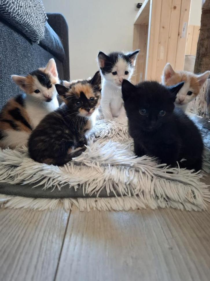 Schattige kittens, Dieren en Toebehoren, Katten en Kittens | Overige Katten, Meerdere dieren