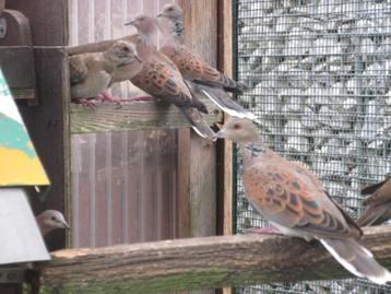 Oud kweekkoppel Zomertortel met cites beschikbaar voor biedingen