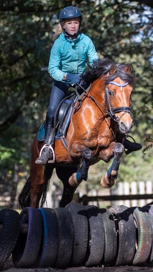 Zeer betrouwbare gouden C sportpony, Dieren en Toebehoren, Pony's, Merrie, M, C pony (1.27m tot 1.37m), Dressuurpony, 11 jaar of ouder
