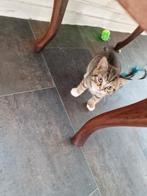 De allerliefste kittens  Zoeken een thuis