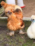 Gratis af te halen haan zijdehoender, Dieren en Toebehoren, Pluimvee, Mannelijk, Kip