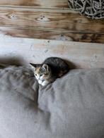 kittens, Dieren en Toebehoren, Meerdere dieren