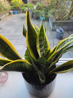4 Mooie Sansevieria in zwarte pot., Ophalen, Overige soorten, Halfschaduw, In pot