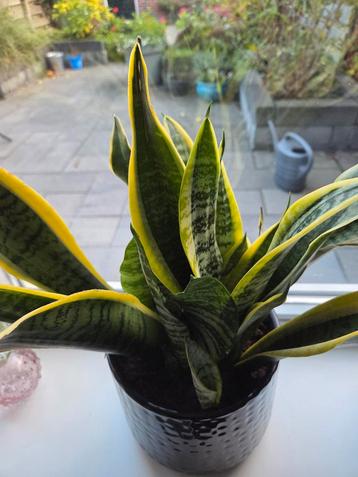 4 Mooie Sansevieria in zwarte pot.  beschikbaar voor biedingen