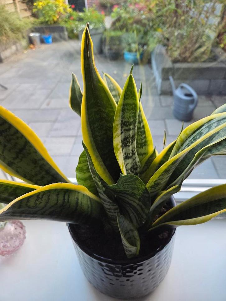 4 Mooie Sansevieria in zwarte pot., Huis en Inrichting, Kamerplanten, Overige soorten, Minder dan 100 cm, Groene kamerplant, Halfschaduw