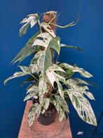 Epipremnum pinnatum Marble Variegata p17 (4)