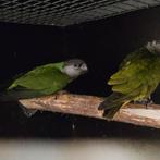 Koppel bonte boeren 2021, Meerdere dieren, Papegaai, Geringd