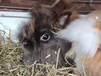 Teddy dwergkonijnen, voedster en rammelaar (gecastreerd), Dieren en Toebehoren, Konijnen, Mannelijk, Dwerg, 3 tot 5 jaar