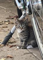 Nog 3 boerderij kittens van 12 weken, Meerdere dieren, Kortharig, 0 tot 2 jaar