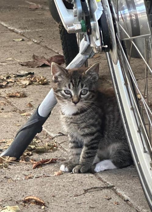 Nog 3 boerderij kittens van 12 weken, Dieren en Toebehoren, Katten en Kittens | Overige Katten, Kortharig, Meerdere dieren, 0 tot 2 jaar