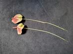 Kunst bloemen decoratie., Huis en Inrichting, Ophalen of Verzenden, Zo goed als nieuw