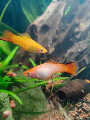 Vel gekleurde Jonge Zwaarddragers beschikbaar voor biedingen