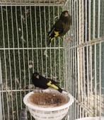 1 koppel zwarte sijzen, Dieren en Toebehoren, Vogels | Overige Vogels, Meerdere dieren, Wildzangvogel, Geringd