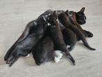 Nog 2 kittens deels Brits korthaar, Dieren en Toebehoren
