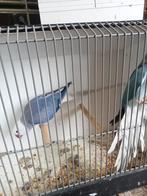 Mooi koppel halsbanden, Dieren en Toebehoren, Vogels | Parkieten en Papegaaien, Meerdere dieren, Parkiet