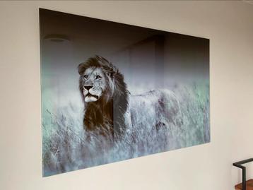 Schilderij leeuw (glas) - 120x80 cm 