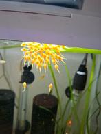 Algeneters albino, Dieren en Toebehoren, Vis, Zoetwatervis